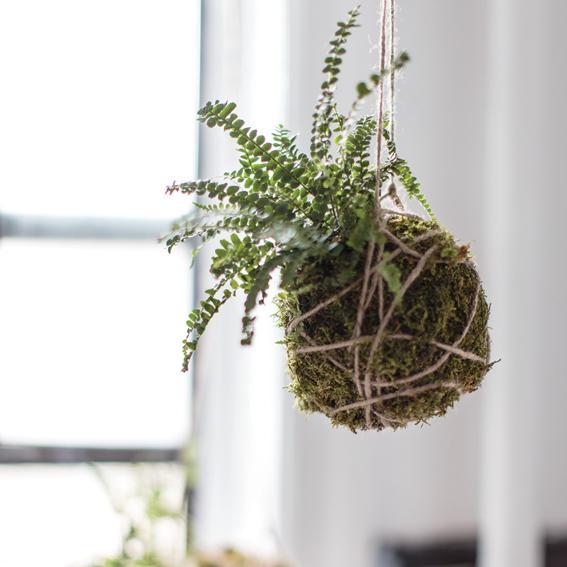 Kokedama hanging plant