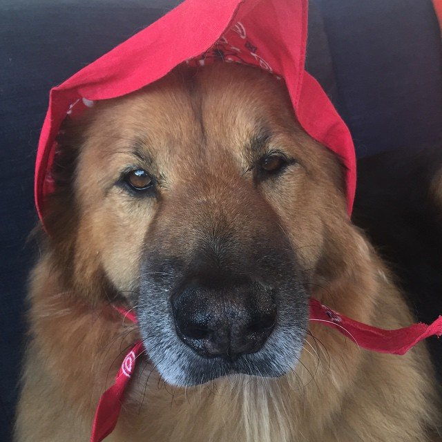 متى Chunk pretended to be Little Red Riding Hood. 
