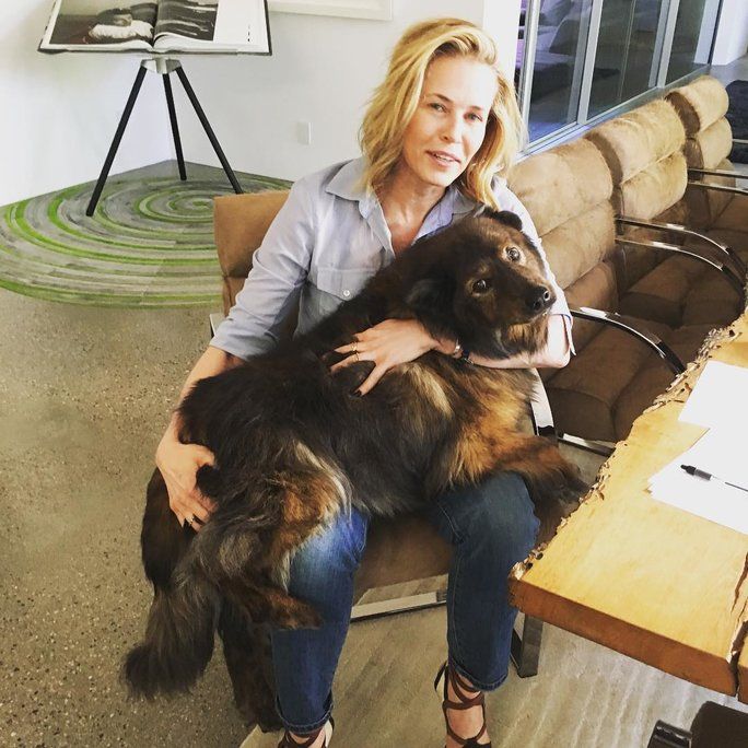 متى Tammy didn’t care that she’s a little too big to be a lap dog. 
