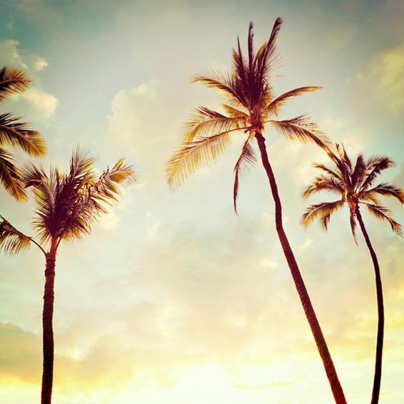 هاواي Home Decor - Hawaii Palms Print