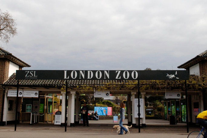 ال London Zoo 