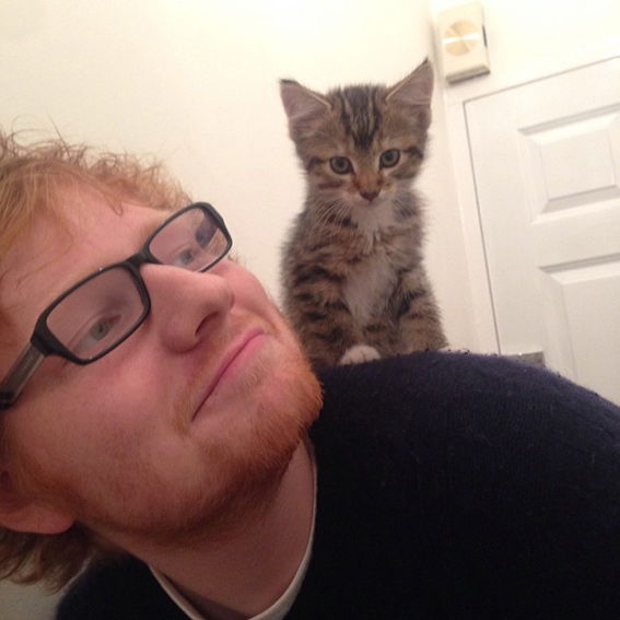 إد Sheeran cat