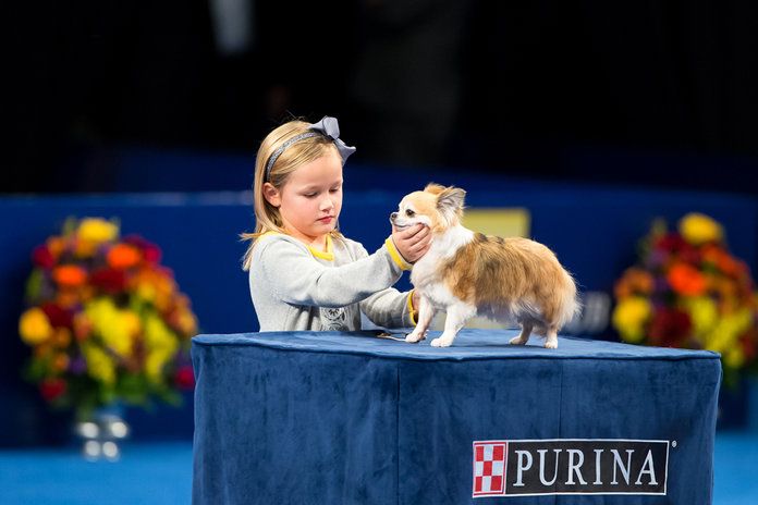 و Finally, the Cutest Pair in Dog Show History 